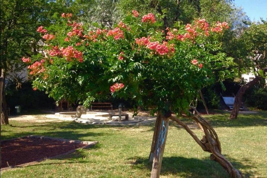 Bignonia cinese 15