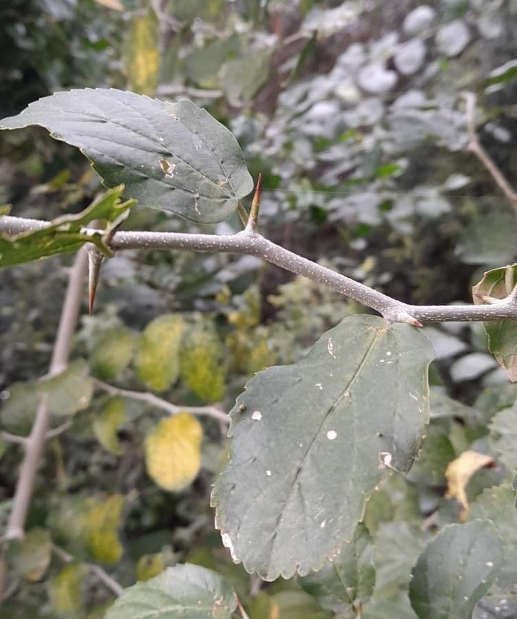 Celtis 20