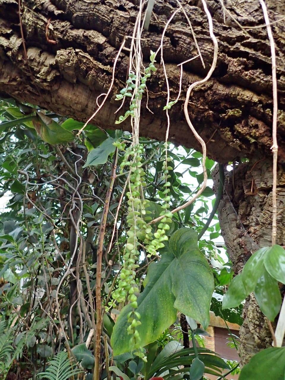 Columnea 6