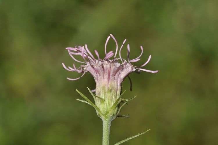 Sercolistna Brickellia 3