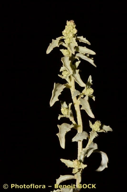Atriplex suberecta 2