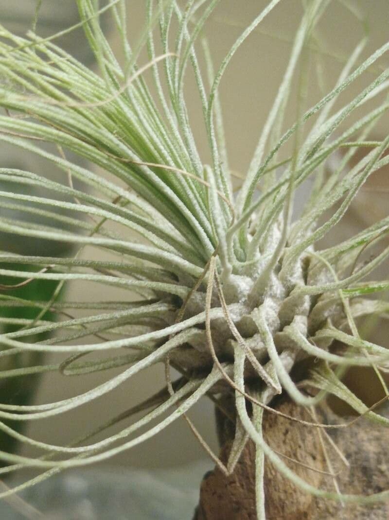 Tillandsia 8