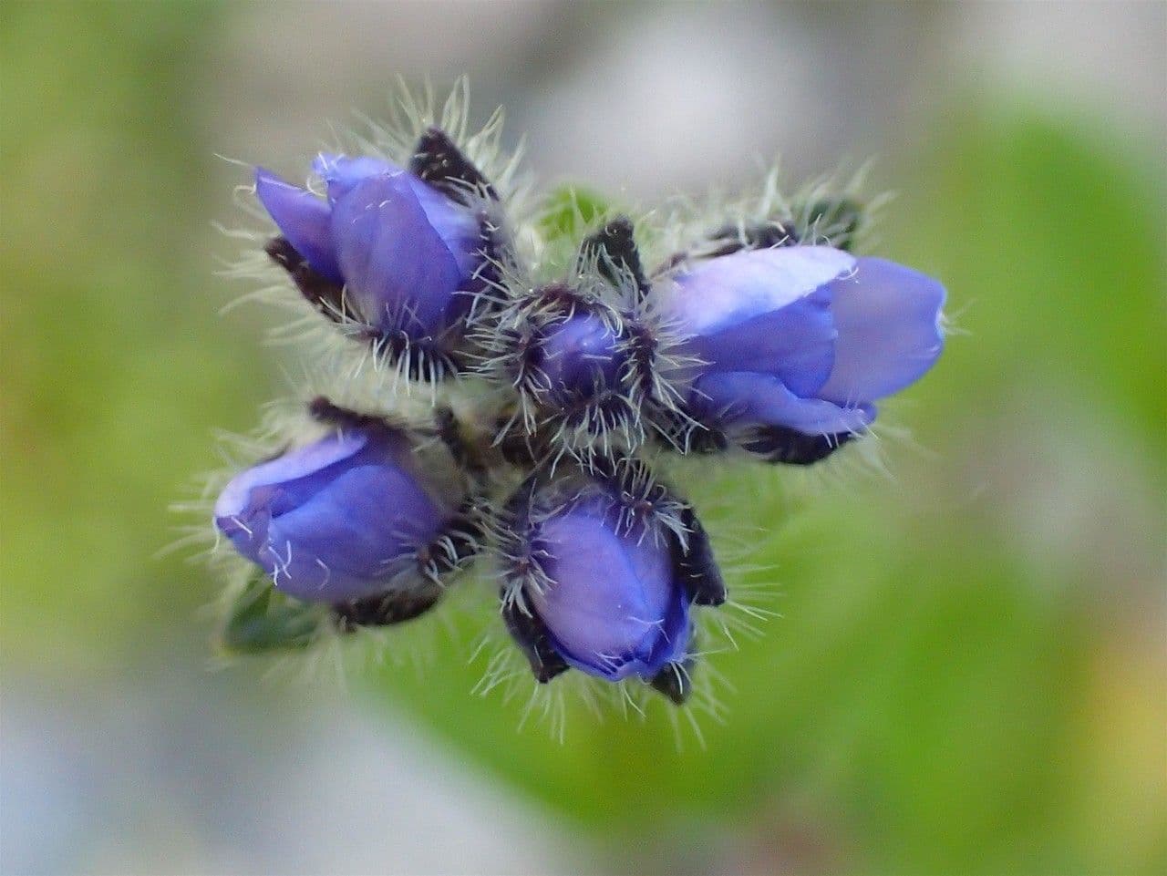 Veronica alpina 8