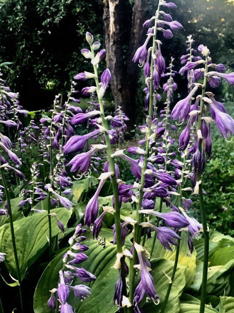 Hosta 8
