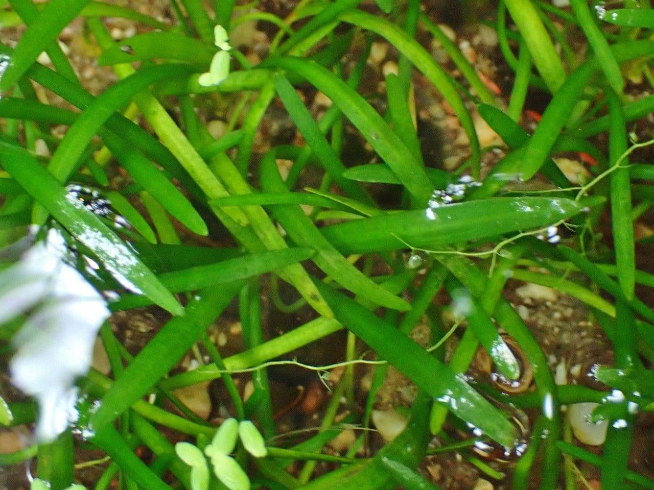 Sagittaria graminea 11
