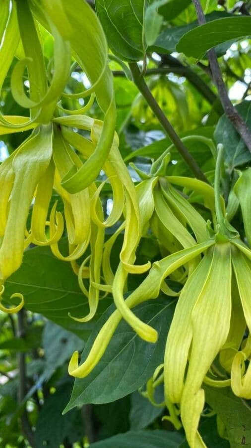 Ylang-ylang 8