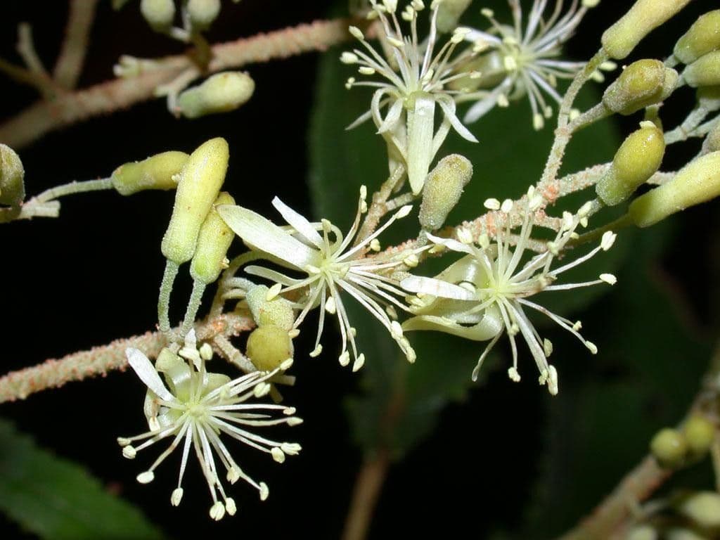 Heliocarpus 28