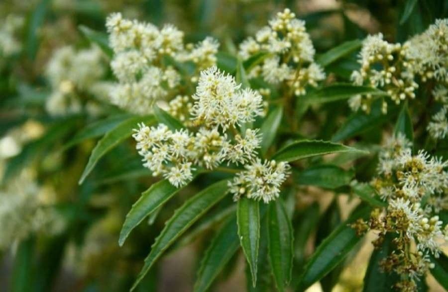 Miconia 2