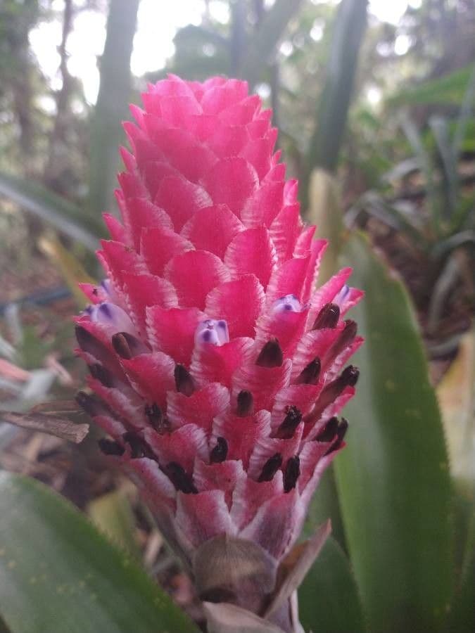 Quesnelia 5