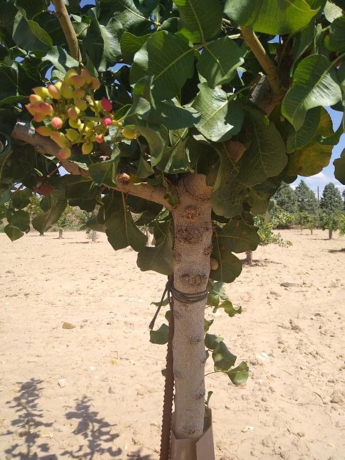 Pistacchio 22