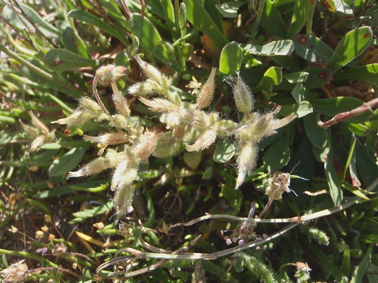 Cerastium siculum