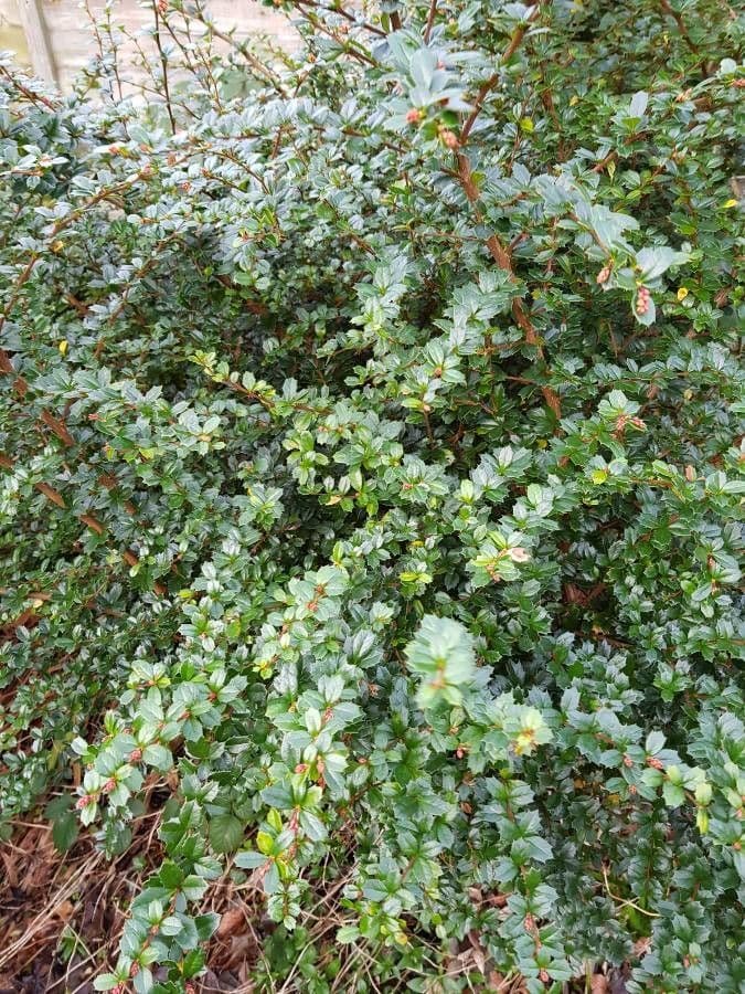 Berberis de Darwin 15
