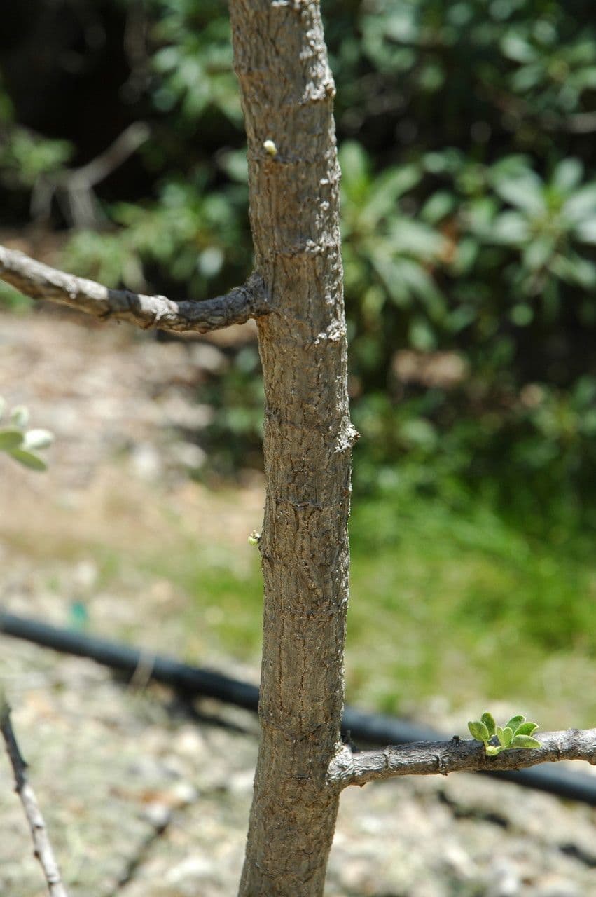 Sesbania tomentosa 8