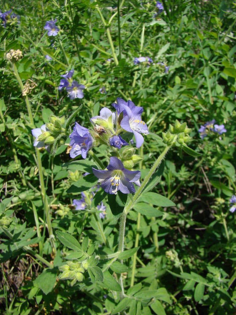 Polemonio frondoso 8