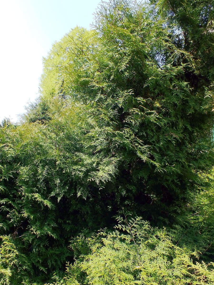 Thuja 7