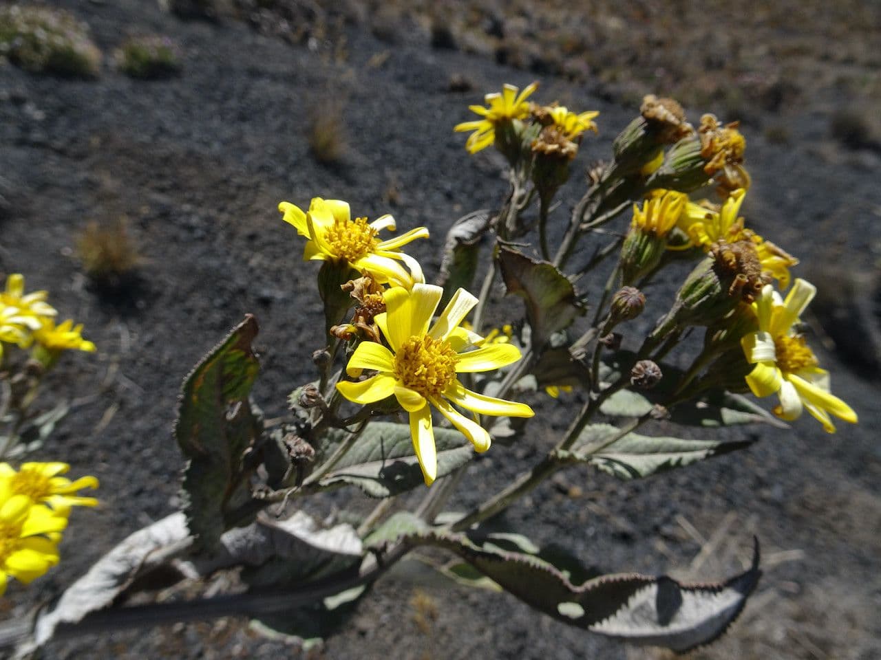 Senecio 2