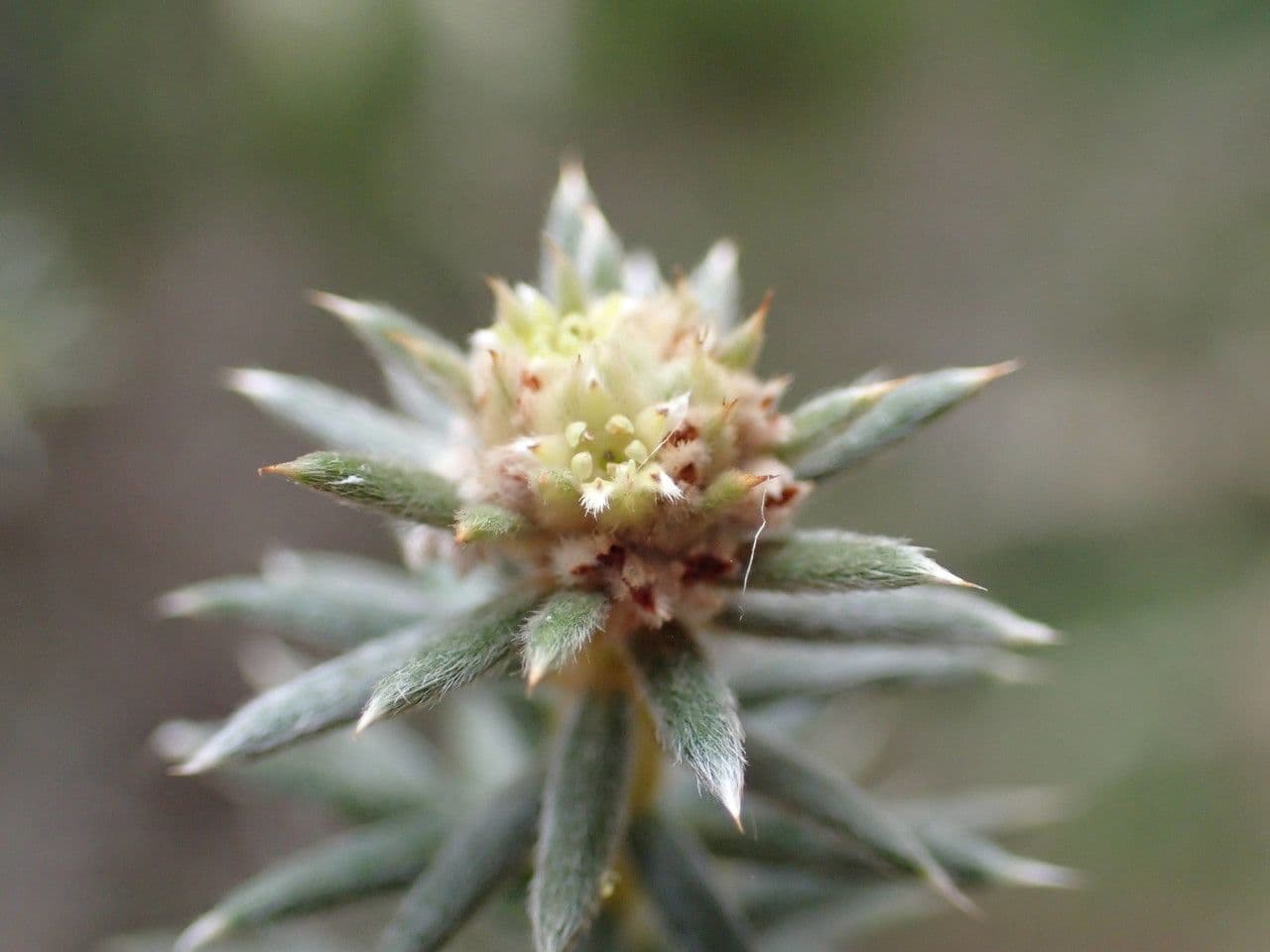 Phylica 5