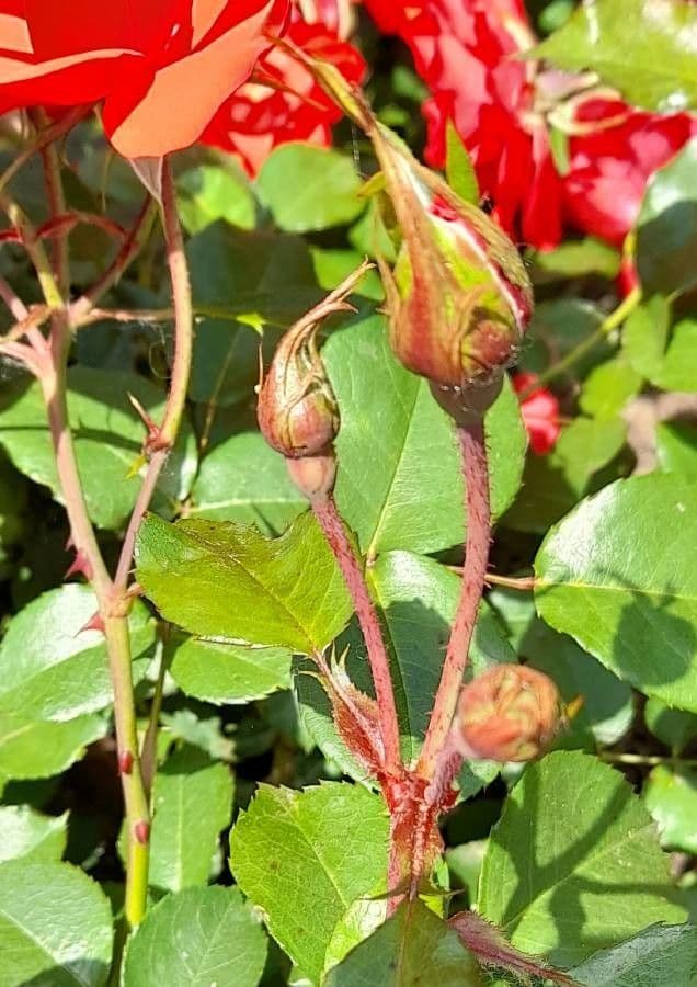 Rosa di maggio 17
