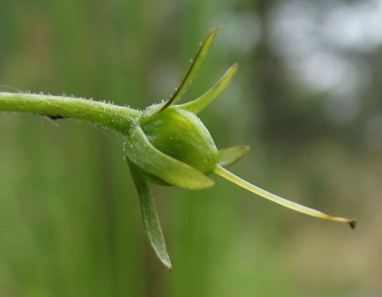 Erba scopina 3