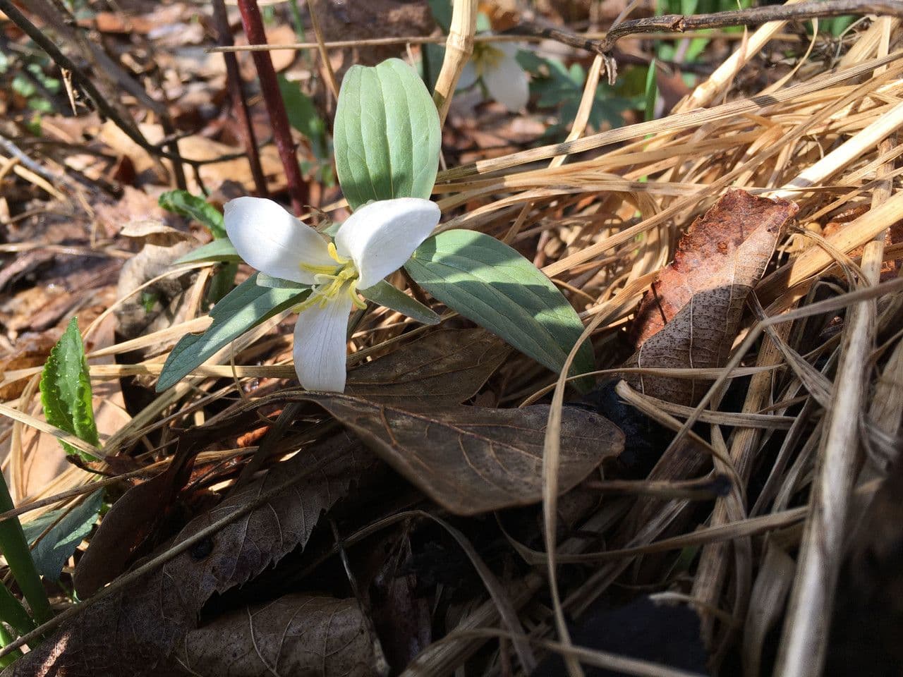 Trillium nivale 5