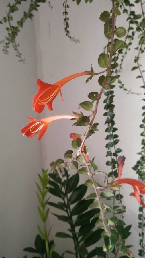 Columnea 3