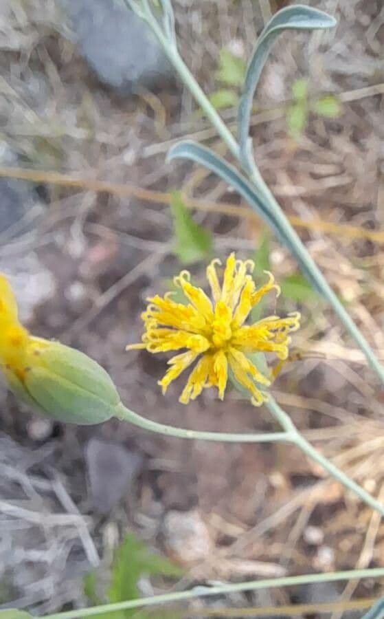 Porophyllum