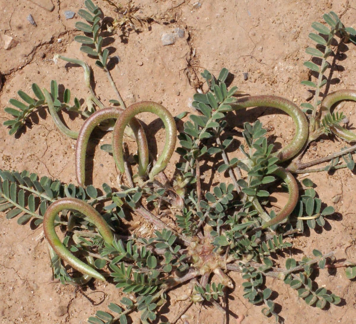 Astragalus hamosus 12