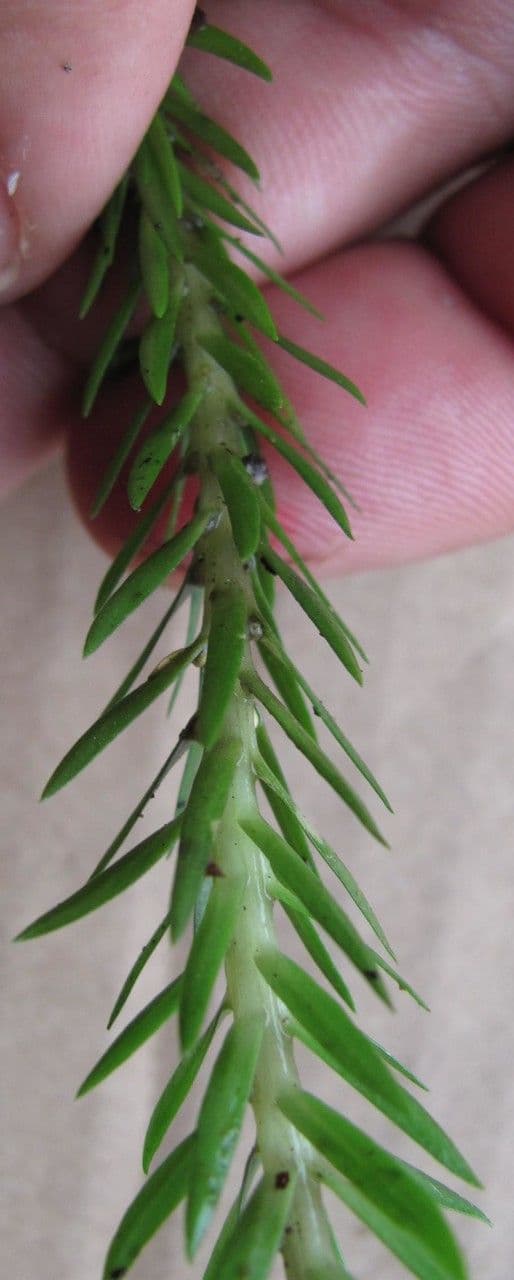 Lycopodio
