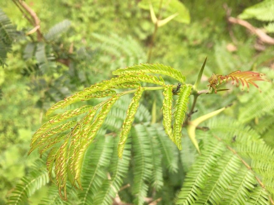Acacia cornuta 13