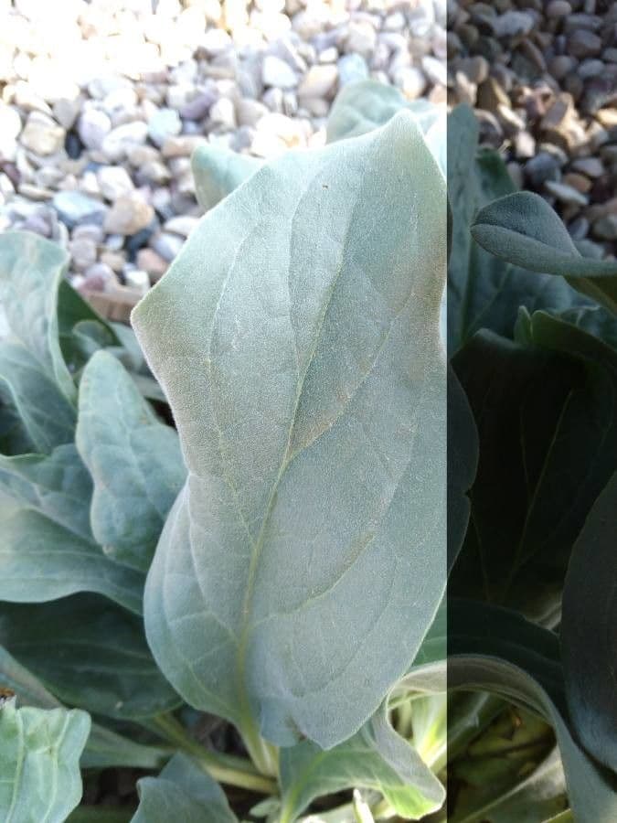 Mertensia marittima 15