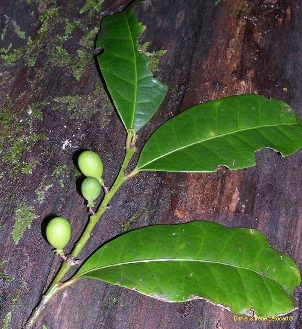 Dicarpellum 6