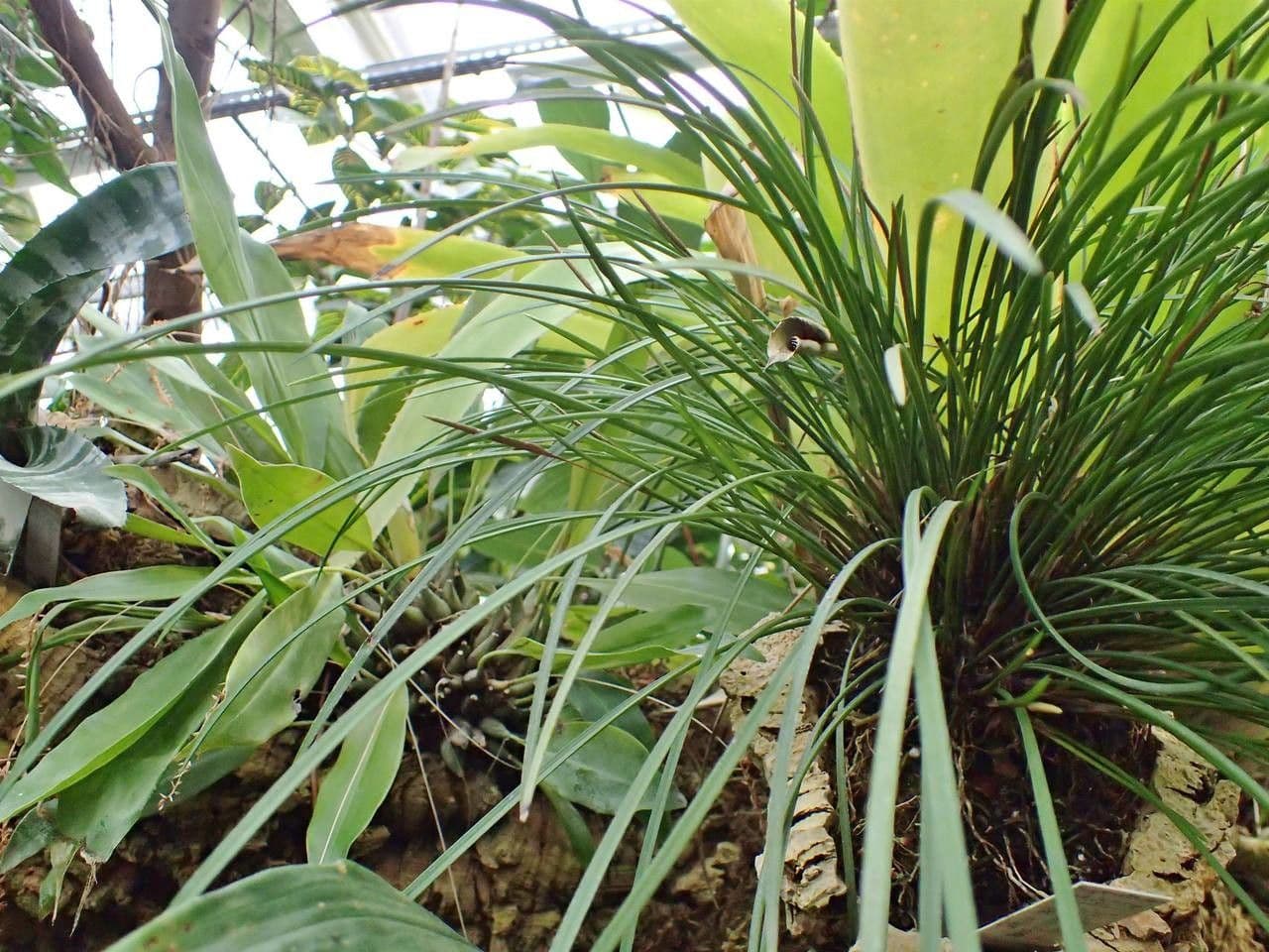 Dendrochilum 2