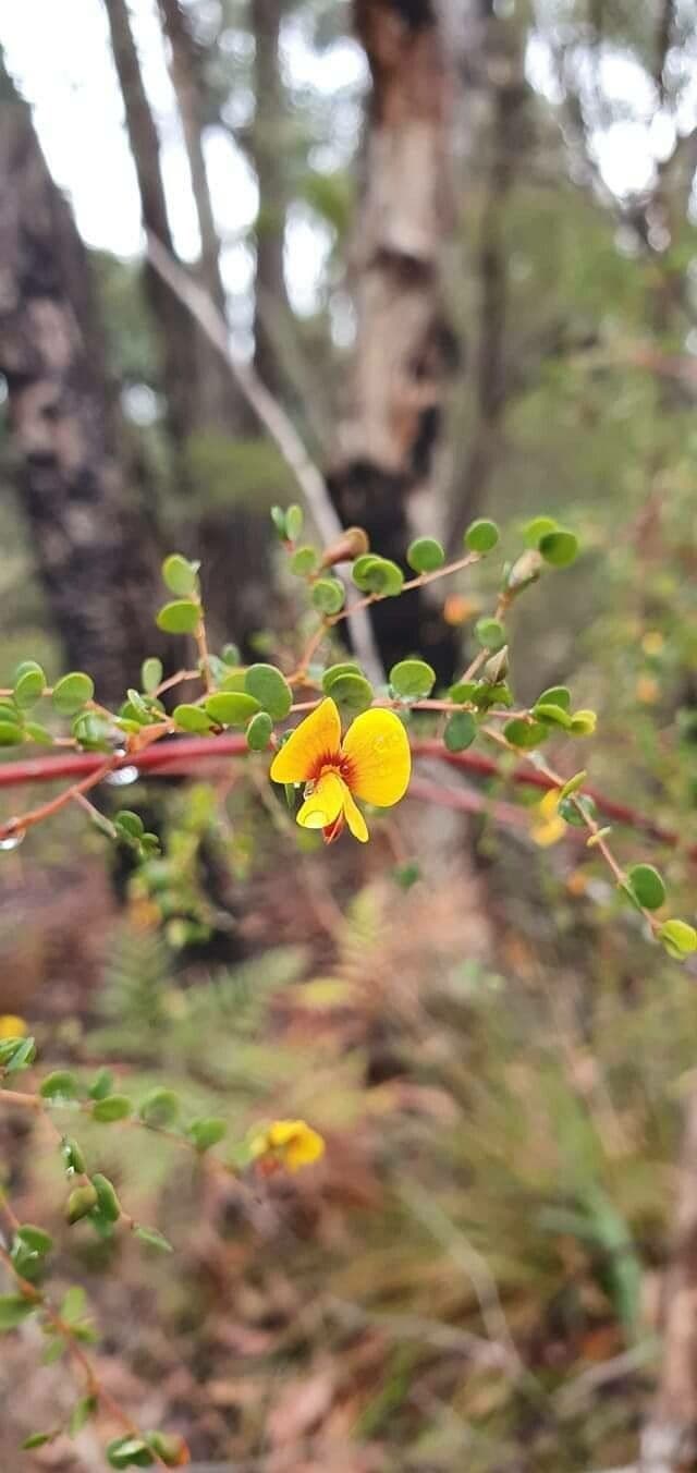 Bossiaea obcordata