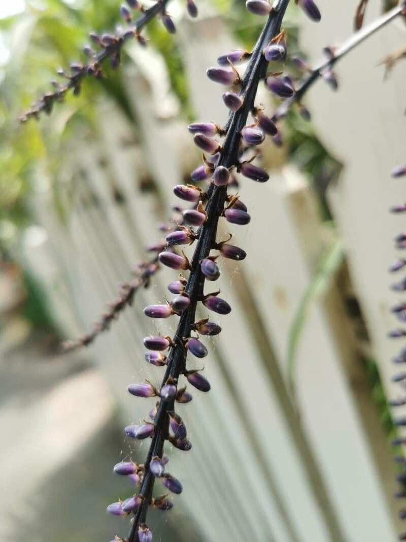 Cordyline stricta 3
