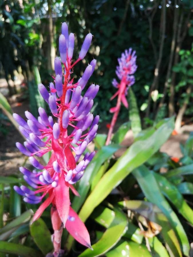 Aechmea 4
