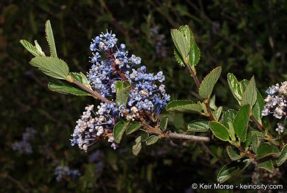 Ceanothus plstnatý 10