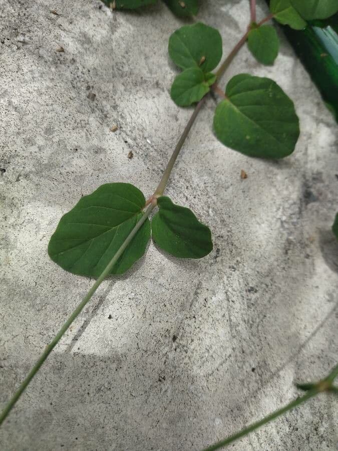 Boerhavia scarlatta 16