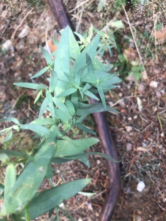 Linaria 8