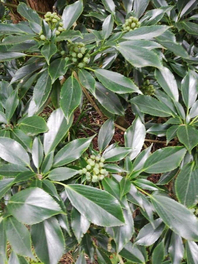 Trochodendron 18