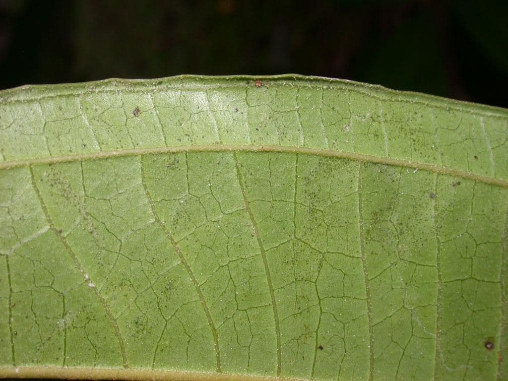 Miconia 16