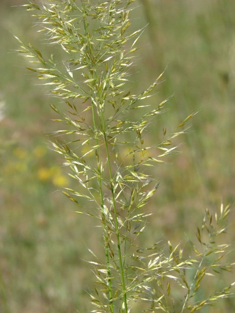 Triseto giallastro 7