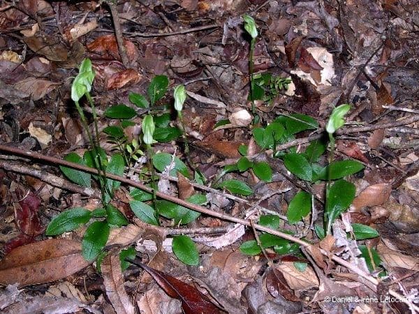 Pterostylis 3