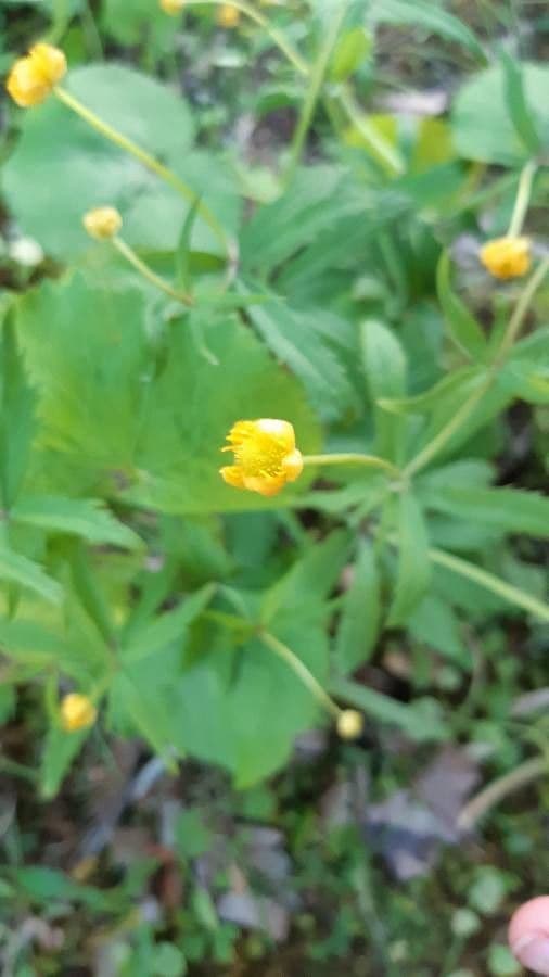 Ranunculus cassubicus 4