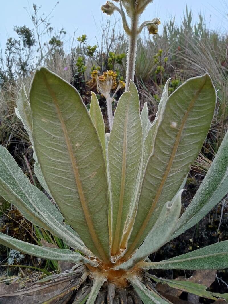 Espeletiopsis 8