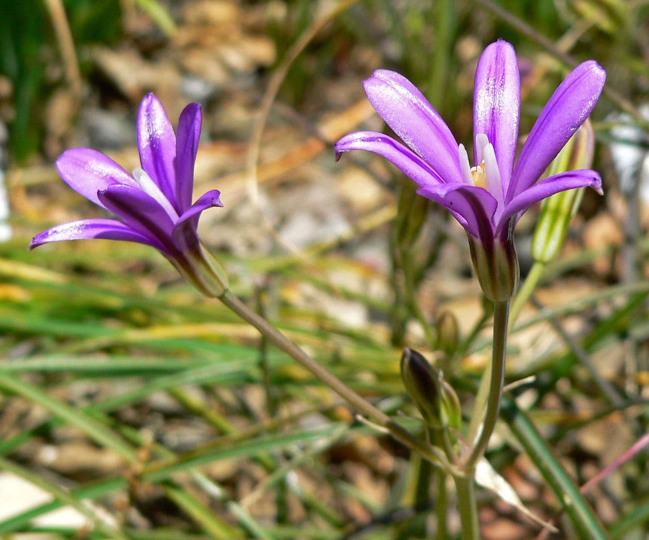 Brodiaea 2