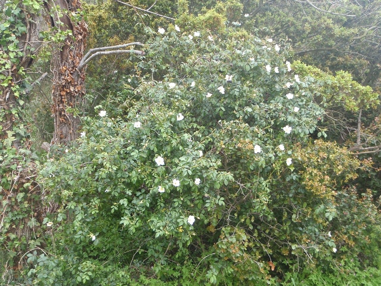 Kleinblütige Rose 14