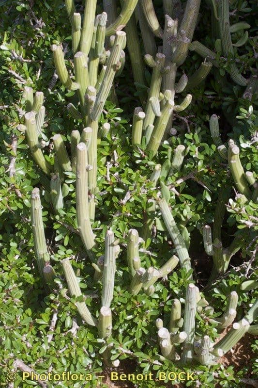Kleinia anteuphorbium 25