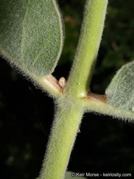 Asclepias 20