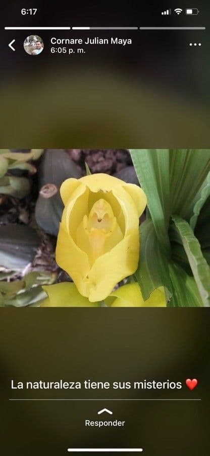 Orchidea Tulipano