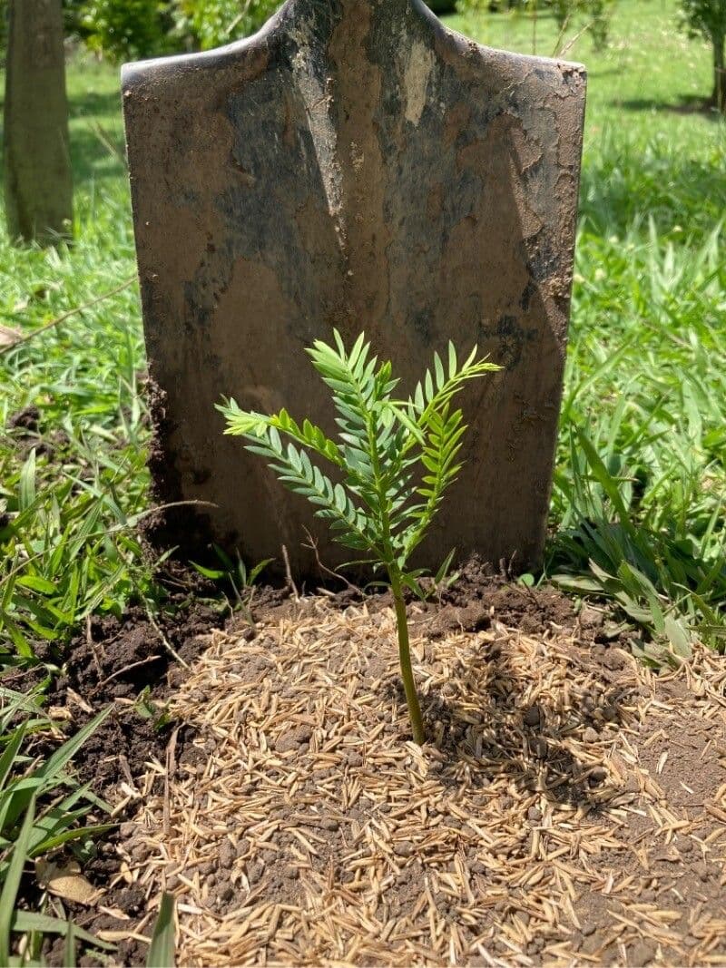 Rospiglios-Podocarpus 2